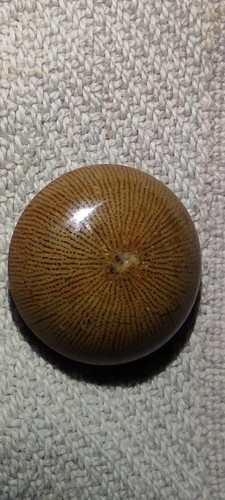 Fossile corail bijoux - bijoux,