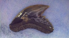 SHARK TOOTH - GALEOCERDO