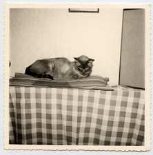 Portrait chat sur coussin table - photo ancienne an. 1960