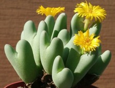 5 graines de CONOPHYTUM BILOBUM K28 BUTTON PLANT SEEDS  SAMEN