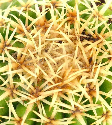 Echinocactus grusonii form