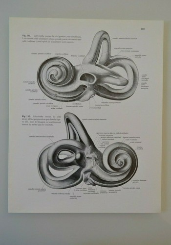 Planche anatomie humaine - d'anatomie,