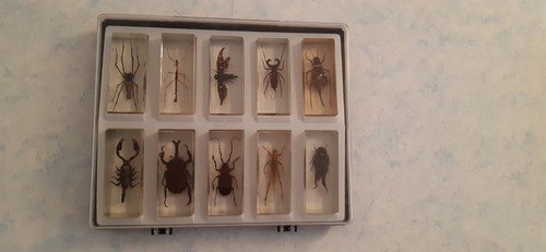 Authentiques insectes résine - authentiques,