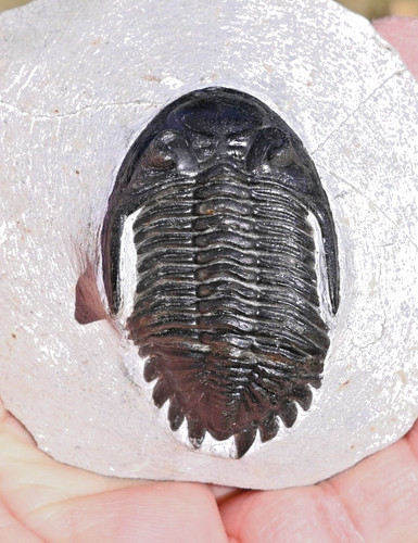 Trilobite fossil hollardops - trilobite,
