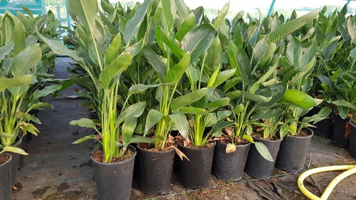 Strelitzia reginae