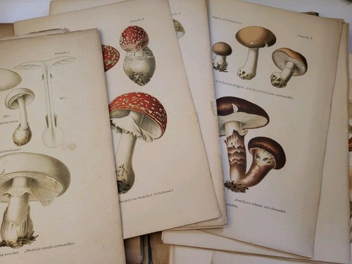 Atlas des champignons - atlas, l