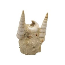 Turitelles dressées sur