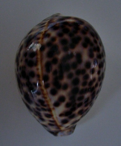 Cypraea tigris lyncichroa 8 - cypraea, 89,8