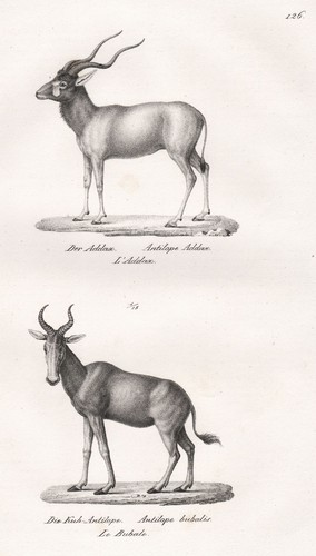 Addax antilope blanche - antilope,