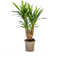 Palmier géant Yucca Elephantipes hauteur environ 65 cm Ø21 cm plante d'intérieur