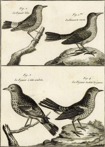 Oiseau figuier fauvette - figuier,