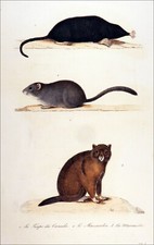 TAUPE du CANADA, MUSCARDIN et