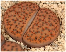 Graines lithops - de,