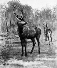 DEUX CERFS aux ÉCOUTES (ROSA BONHEUR) - Gravure d'art du 19e siècle Grand Format