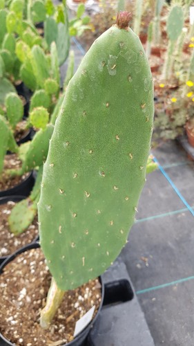 Opuntia ficus indica - opuntia, /