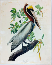 Grande planche ornithologique