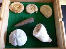 Lot de 6 FOSSILES  3