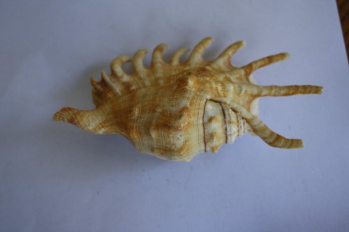 Coquillage collection - de,