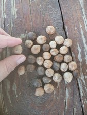 Butia odorata graines - odorata,