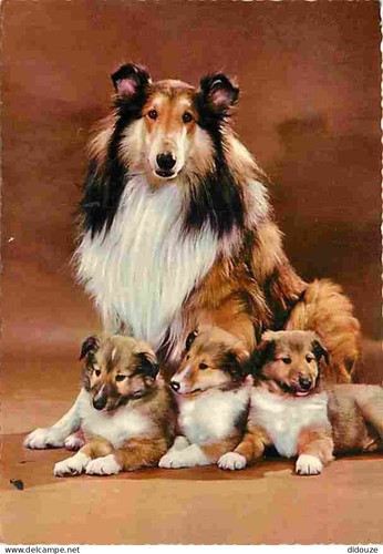 Carte postale animaux - postale,
