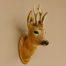 Trophée De Chevreuil Tête