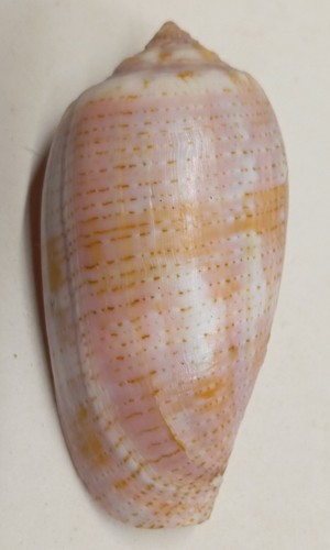 Conus tulipa - (floraconus),