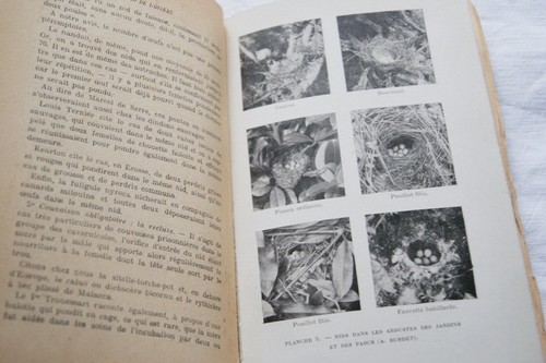 Nid oiseau cathelin - le,