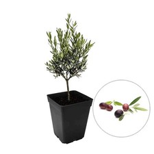 Olea europaea 'Broutignan' -