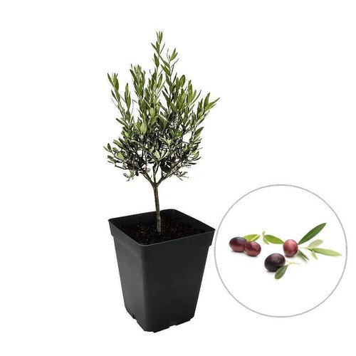 Olea europaea broutignan - europaea, 'broutignan'