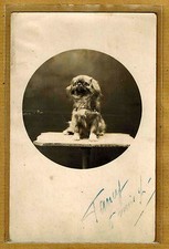 Carte Photo vintage card RPPC chien Teckel Pékinois ph0227