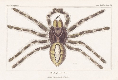 Mygale araignées lithographie - mygale,