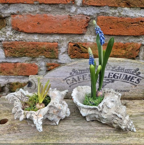 Lot coquillage - lot, 2
