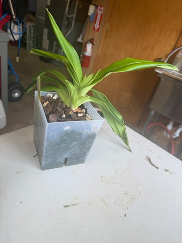Phragmipedium fritz schomburg - phragmipedium,