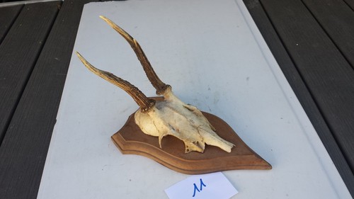 Massacre trophée de - n°11.,