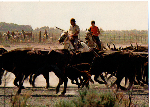 Carte postale camargue - carte,