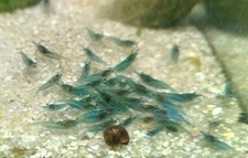 10 Crevettes caridines Blue