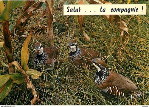 Carte postale animaux - carte,