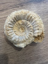 ammonite fossile origine