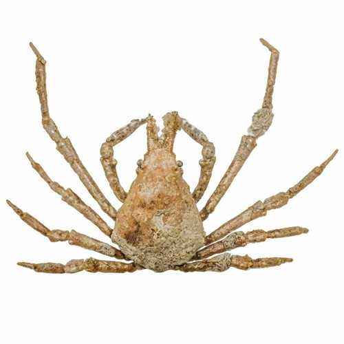 Crabe asperi naturalisé - ,