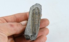 Trilobite Neseuretus Tristani darivillien Ordovicien Bretagne France fossile