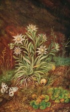 Carte postale d'artiste