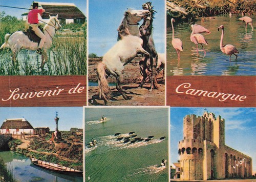 Camargue gardian cheval - gardian,