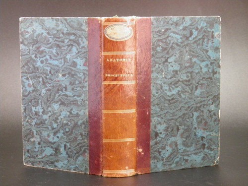 Bayle manuel anatomie - manuel, d'anatomie
