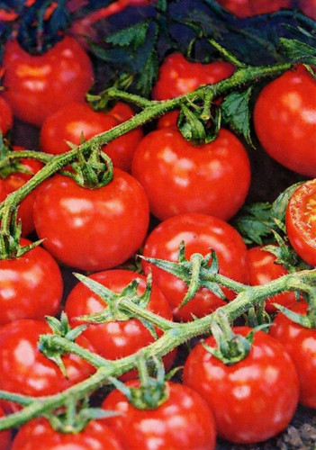 Graines tomate cerise - graines, de