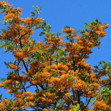 Grevillea robusta SEEDS -