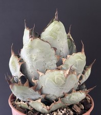 Agave Titanota "Blue Beast" Round shape Cactus Caudex Succulente Mother Plant
