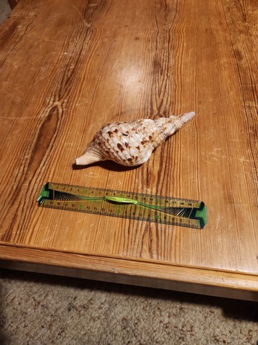Joli coquillage collection - coquillage, de