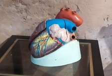 Coeur Modèle Anatomique