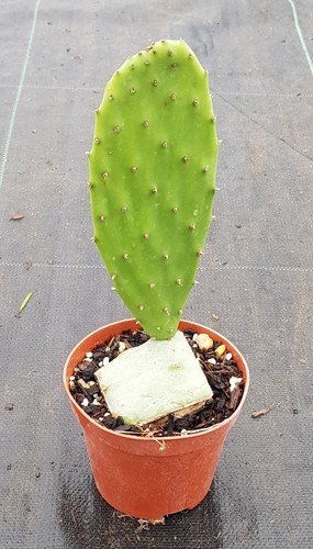 Opuntia ficus indica - /, figuier