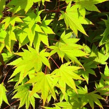 Acer palmatum 'Ueno-Yama' -